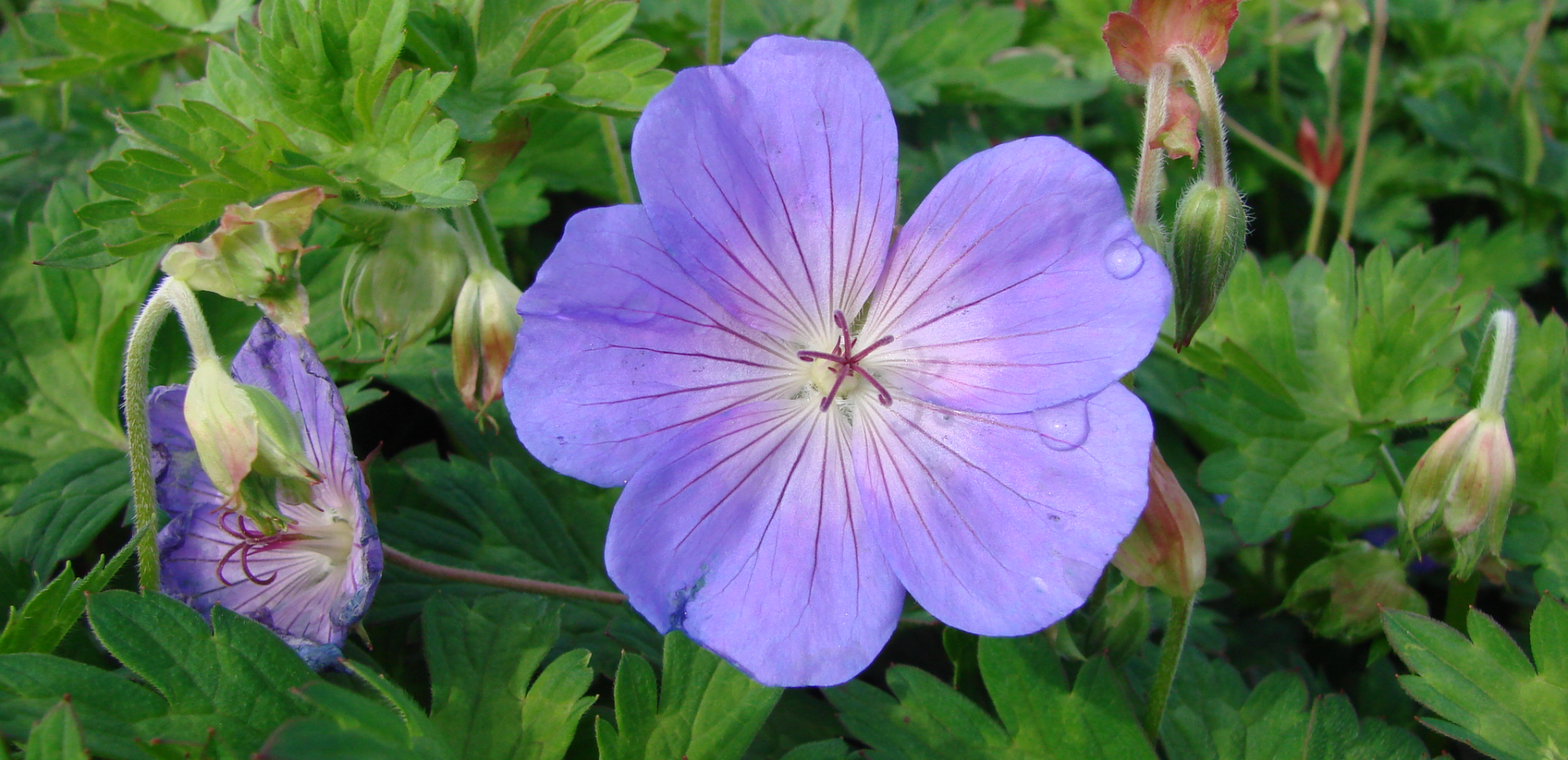 Geranium hybrid Rozanne.png