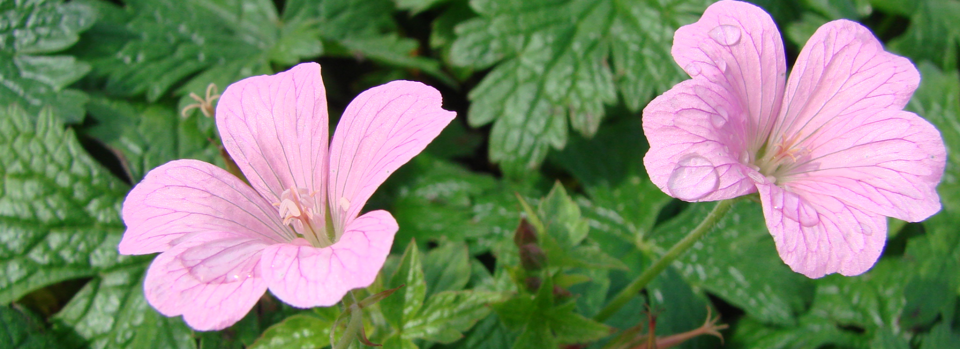 Geranium oxonianum Rose Clair.png