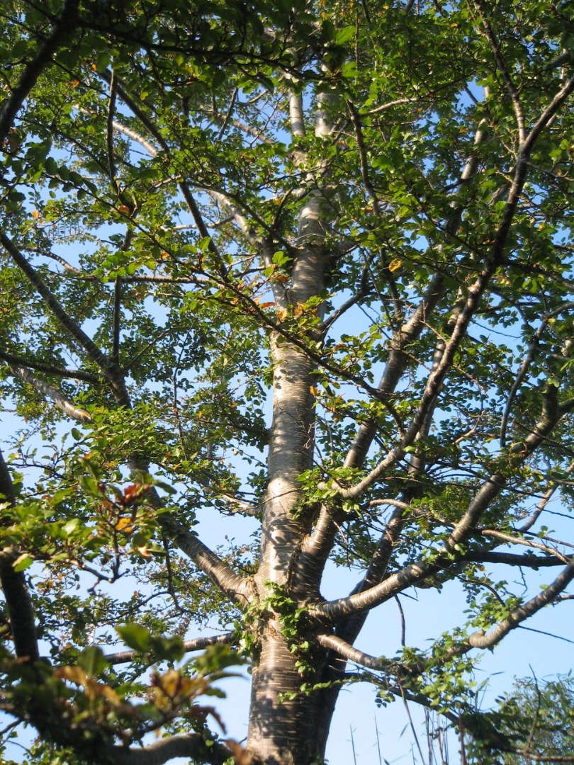 Nothofagus antarctica sep 06 2.jpg